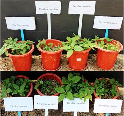 Insights into the Mechanism of Proliferation on the Special Microbes Mediated by Phenolic Acids in the Radix pseudostellariae Rhizosphere under Continuous Monoculture Regimes